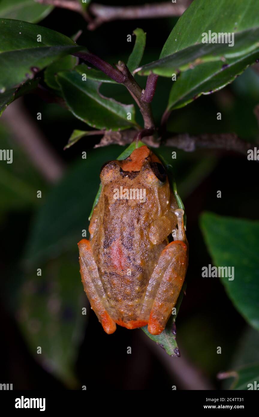 Ein farbenfroher Muller's Shrub Frog (Pseudophilautus sarasinorum) bei Nacht im Knuckles Forest Reserve, Sri Lanka Stockfoto