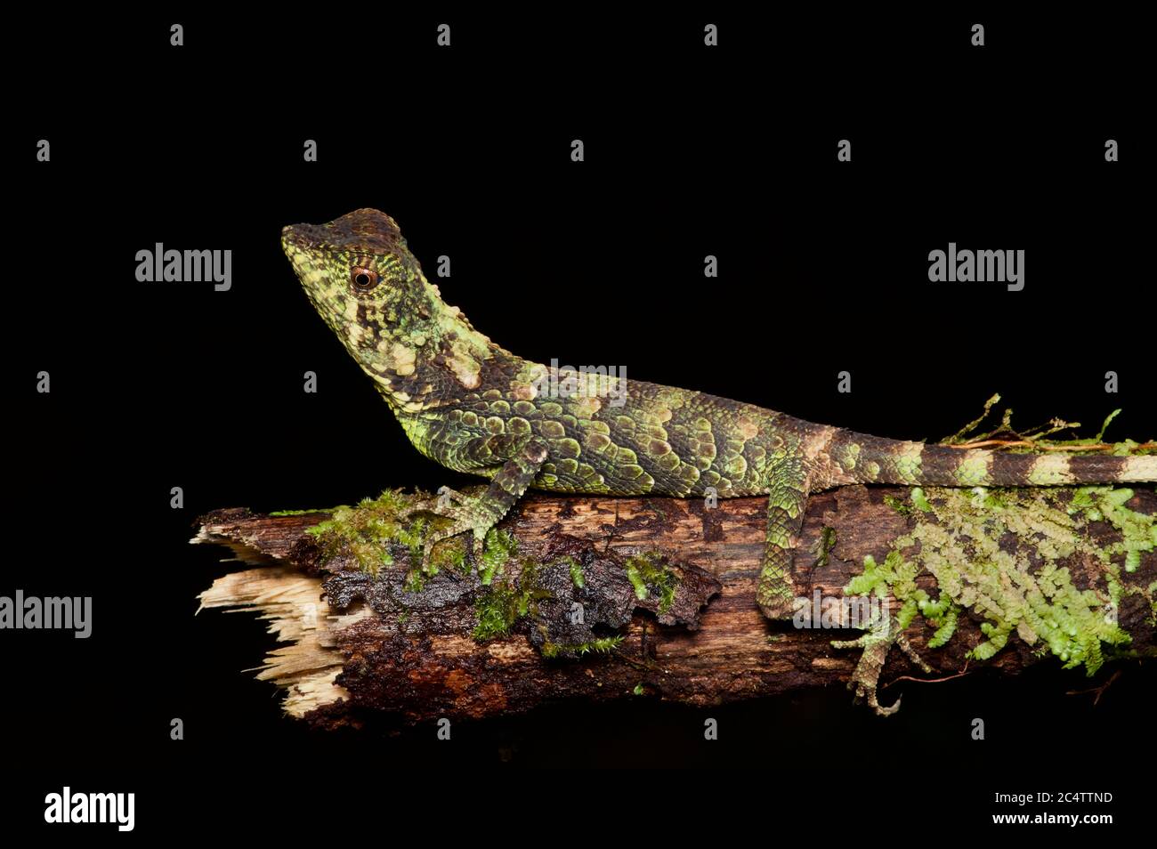 An Erdelen's Horned Lizard (Ceratophora erdeleni) auf einem Zweig in Morningside Forest Reserve, Sri Lanka thront Stockfoto