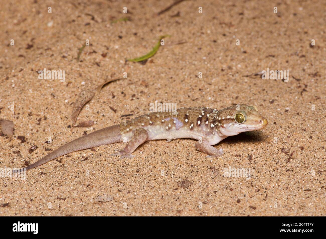 Ein Termite Hill Gecko (Hemidactylus lankae) auf dem sandigen Boden in der Nacht in der Nähe des Yala National Park, Sri Lanka Stockfoto