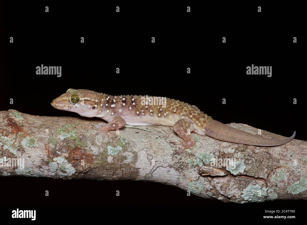 Ein Termite Hill Gecko (Hemidactylus lankae) auf einem Zweig in der Nacht in der Nähe des Yala National Park, Sri Lanka thront Stockfoto