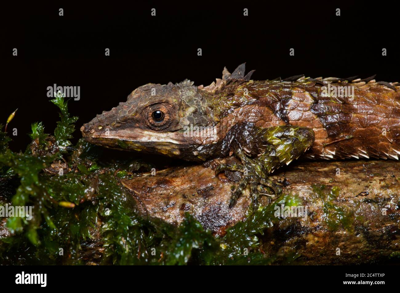 Cophotis ceylanica Fotos und Bildmaterial in hoher Auflösung Alamy