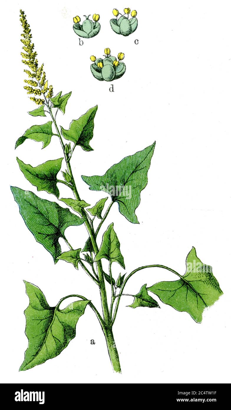 Good-King-Henry, Armer-man's Asparagus, Perennial Goosefoot, Lincolnshire Spinat, Markery, English Mercury, or Mercury goosefoot / Blitum bonus-henricus / Heinrich, guter / Botanik Buch, 1909) Stockfoto