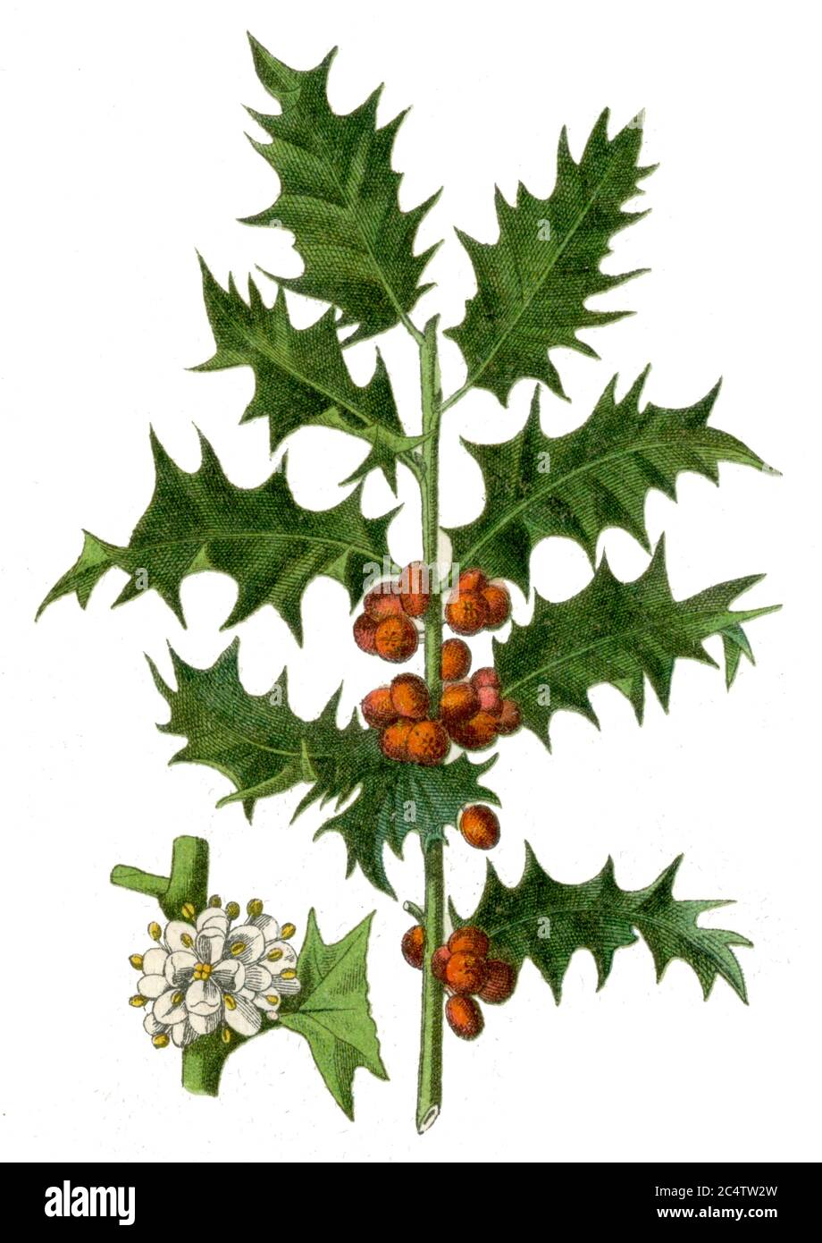 holly, gemeine Holly, englischer Holly, europäischer Holly oder WeihnachtsHolly / Ilex aquifolium / Stechpalme / Botanik Buch, 1900) Stockfoto