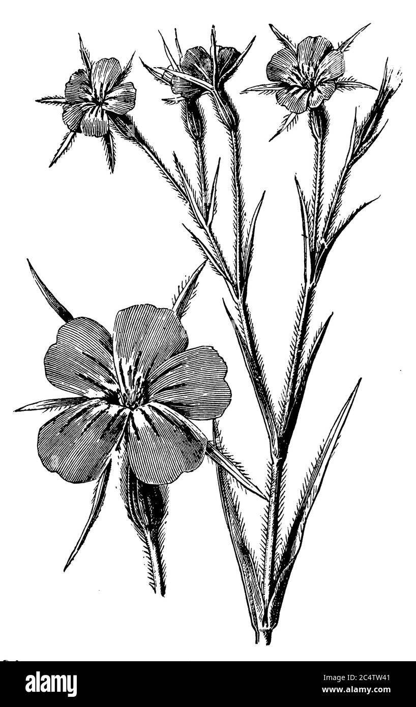 / / (Botanik, 1898) Stockfoto