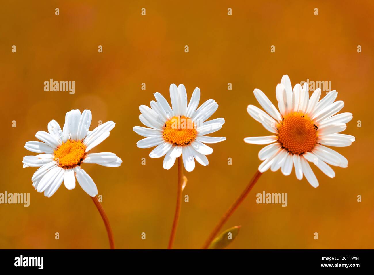 Bunte Blumen auf der grünen Ebene mit Gras und Vegetation an einem schönen Sommertag in unserem Urlaub Stockfoto