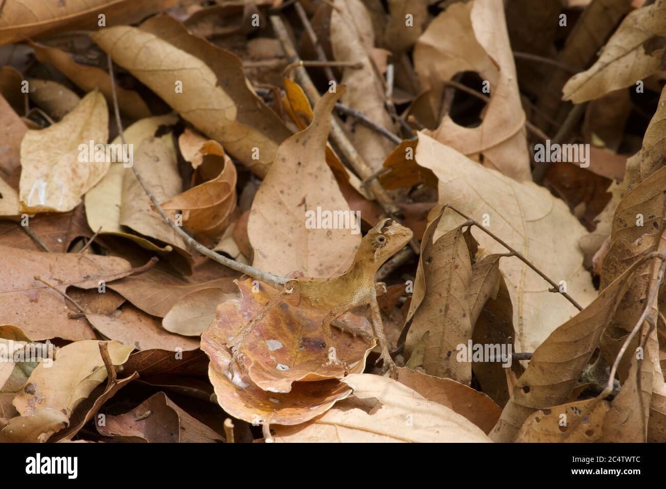 Eine schwarz-gefleckte Känguruhs (Otocryptis nigristigma), getarnt in Blattstreu in Pidurungala, Sri Lanka Stockfoto