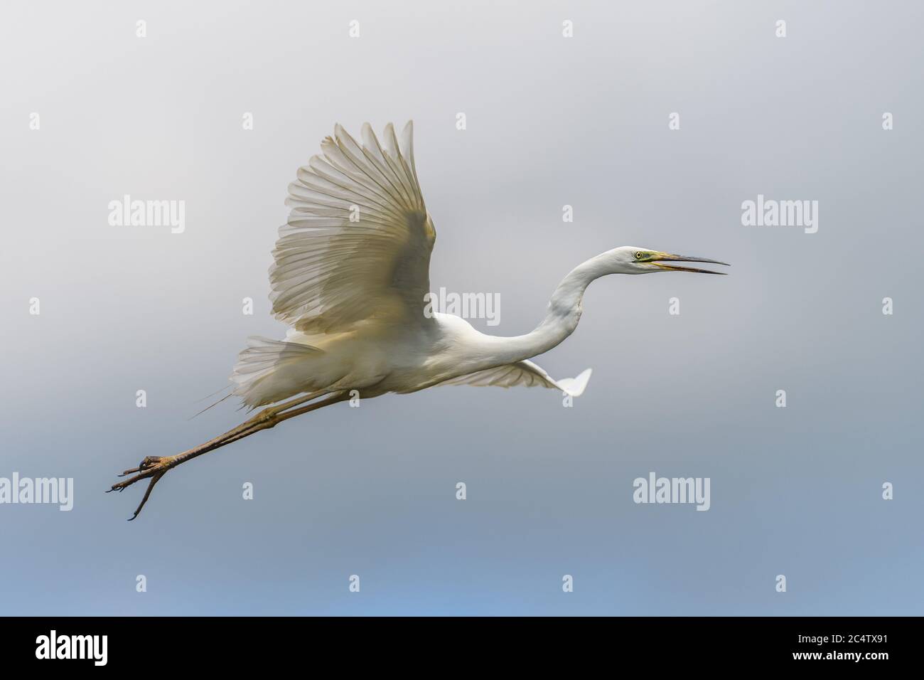Weißer Reiher, Großreiher, fliegen auf dem Himmel Hintergrund. Wasservogel im Naturlebensraum. Wildtierszene Stockfoto