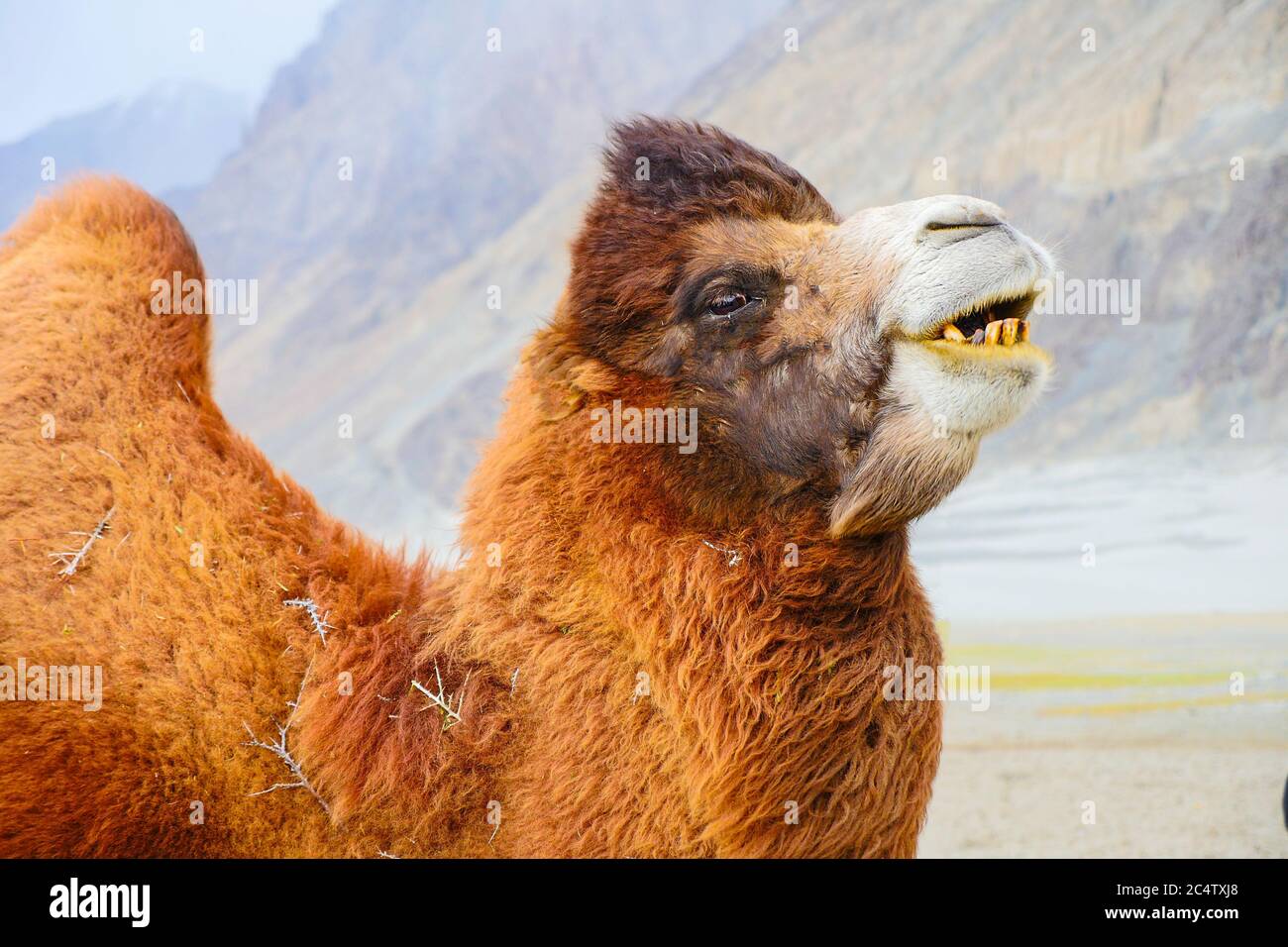 Kamele in Nubra Valley.Ladakh Indien. Stockfoto