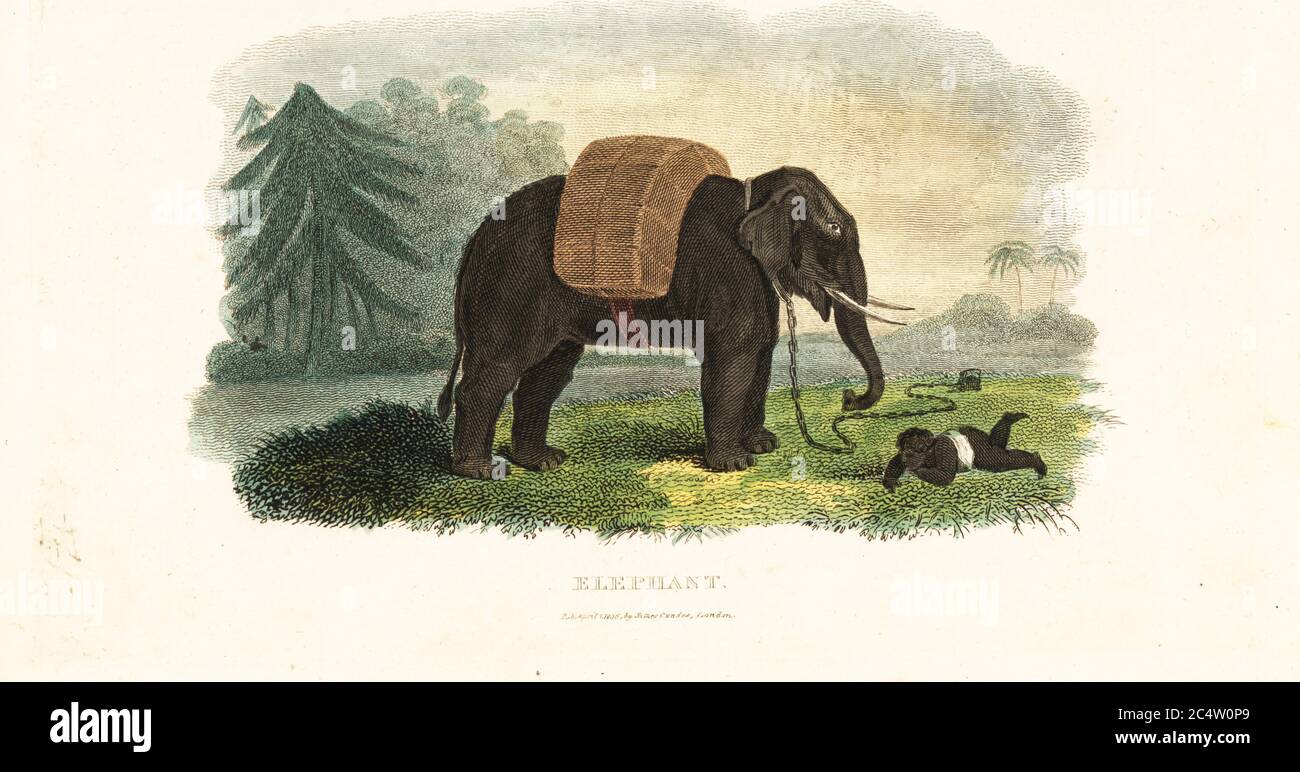 Das indische Kind verließ den Schutz eines gefesselten Elefanten, während die Eltern im Wald Futter einweiden. Elefanten wurden von der East India Company verwendet, um Gepäck nach Dr. Erasmus Darwin zu tragen. Handkolorierter Kupferstich aus dem Naturalistischen Kabinett von Reverend Thomas Smith oder interessante Skizzen der Tiergeschichte, Albion Press, James Cundee, London, 1806. Smith, fl. 1803-1818, war ein Schriftsteller und Herausgeber von Büchern über Naturgeschichte, Religion, Philosophie, antike Geschichte und Astronomie. Stockfoto