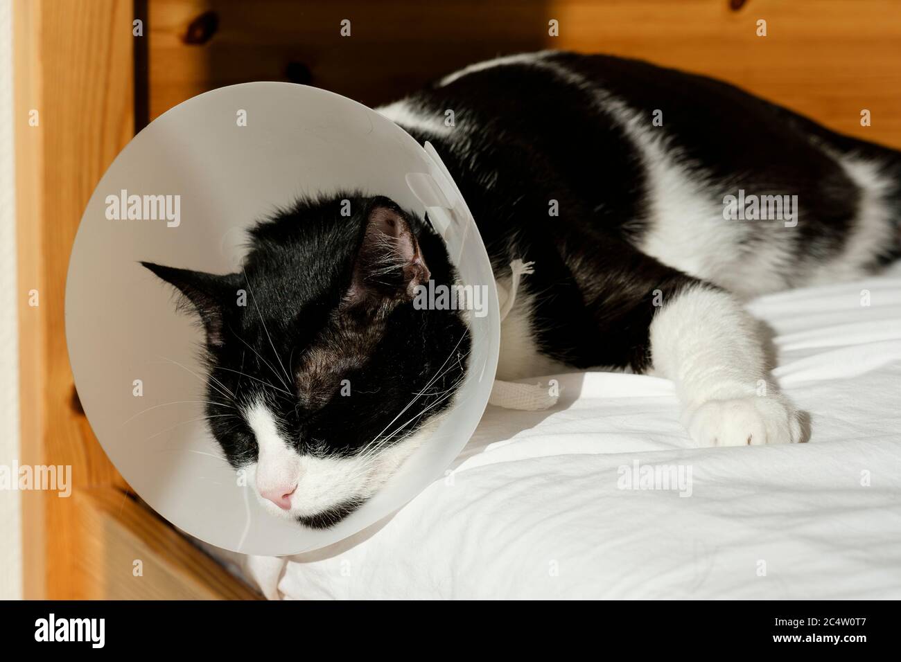 23. Juni 2020, Belgien, Brüssel: 23.06.2020, Belgien, Brüssel: Eine Katze trägt einen elisabethanischen Kragen, um am 23. Juni 2020 in Brüssel, Belgien, den Zugang zu Wundwunden zu verhindern. E-Kragen ist ein Tierpflegegerät. Dieser abgeschnittene Kegel und befestigt am Hals des Tieres, um seinen Kopf zu umgeben, dient dazu, es von beißen, lecken, oder sogar Kratzen der Kopf oder Hals, die Zeit der Heilung einer Wunde zu verhindern. Elizabethan Kragen sind auch als E-Kragen, Buster Kragen, PET-Kegel, Haustier-Lampe-Schatten, Haustier Radar Teller, Hund-Saver oder Kegel der Scham bekannt. - KEIN DRAHT-SERVICE Foto: Thierry Monasse/dpa Stockfoto
