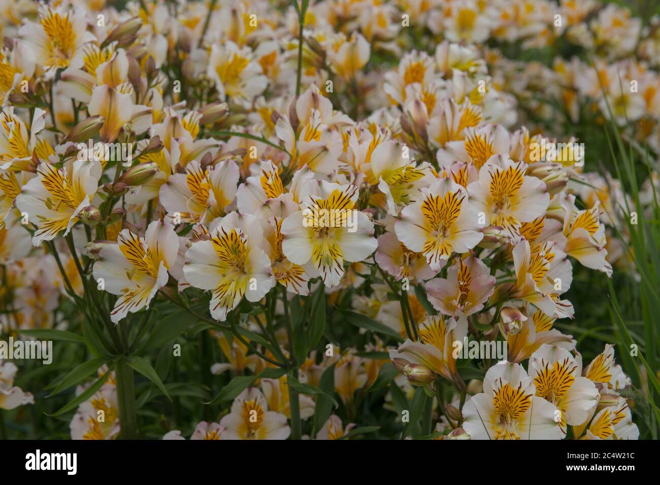 Sommer blühende Weiße Maiglöckchen der Inkas oder Peruanische Maiglöckchen mit gelben und braunen Markierungen (Alstroemeria 'Apollo'), die in einem Landhausgarten i wachsen Stockfoto