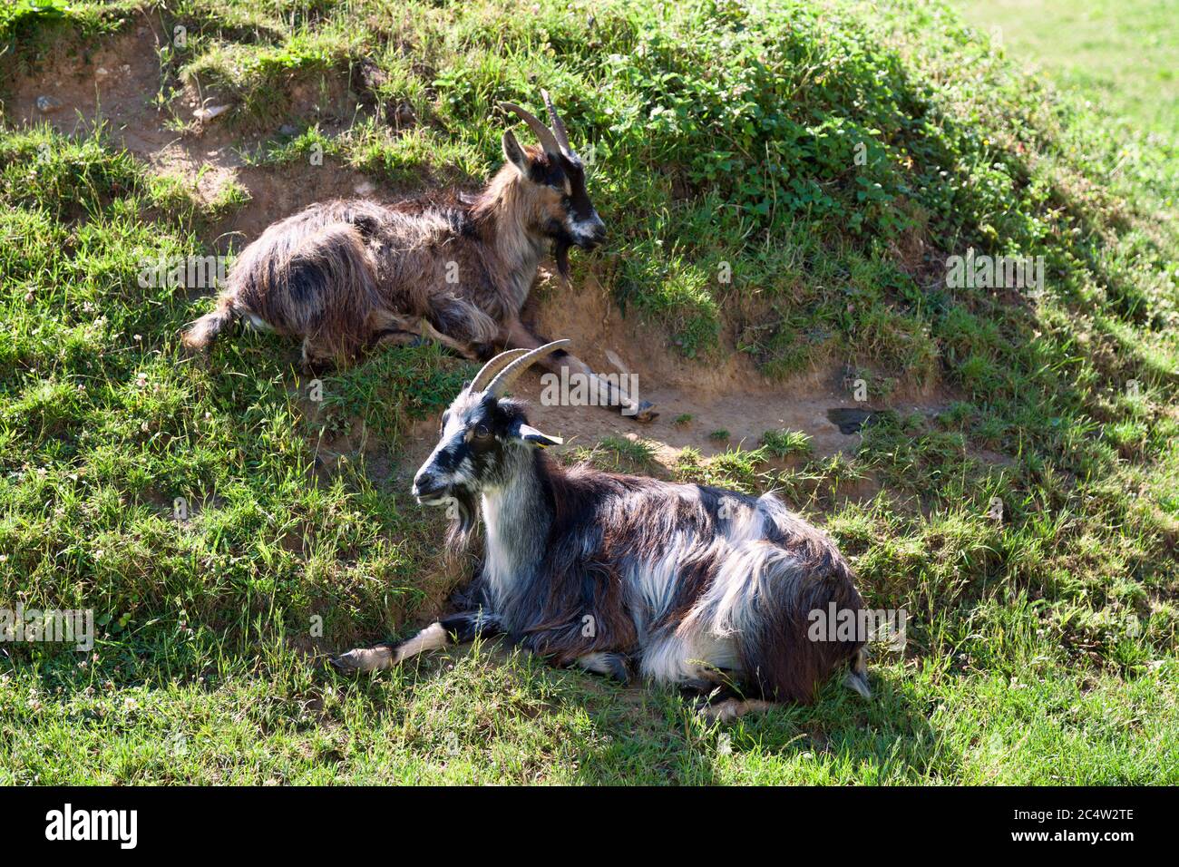 Zwei Ziegen lagen auf dem Gras. Stockfoto