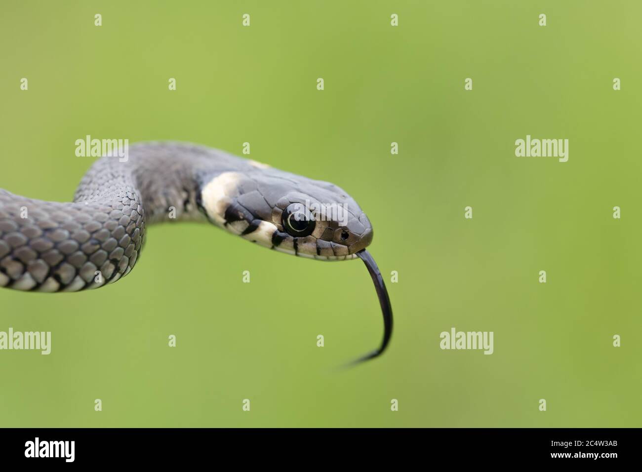 Nahaufnahme von kleiner Grasnatter, Natrix natrix, europäische Tierwelt, Tschechische Republik Stockfoto