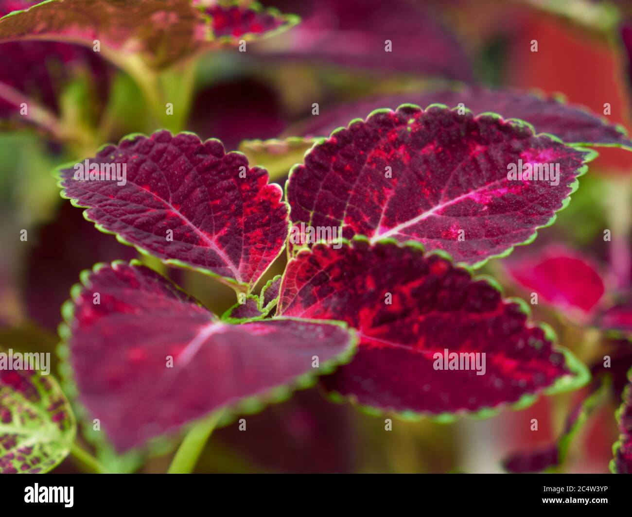 Seitenansicht einer rot-grünen Blätterbemalten Brennnesselpflanze Stockfoto