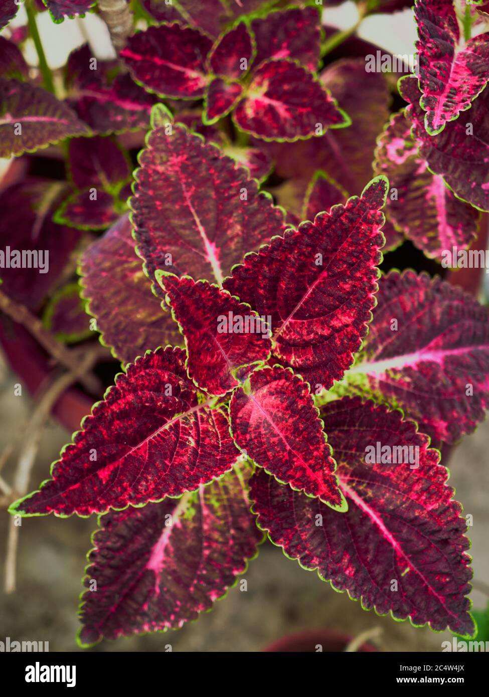 Draufsicht auf eine rot-grüne, blattbemalte Brennnesselpflanze Stockfoto