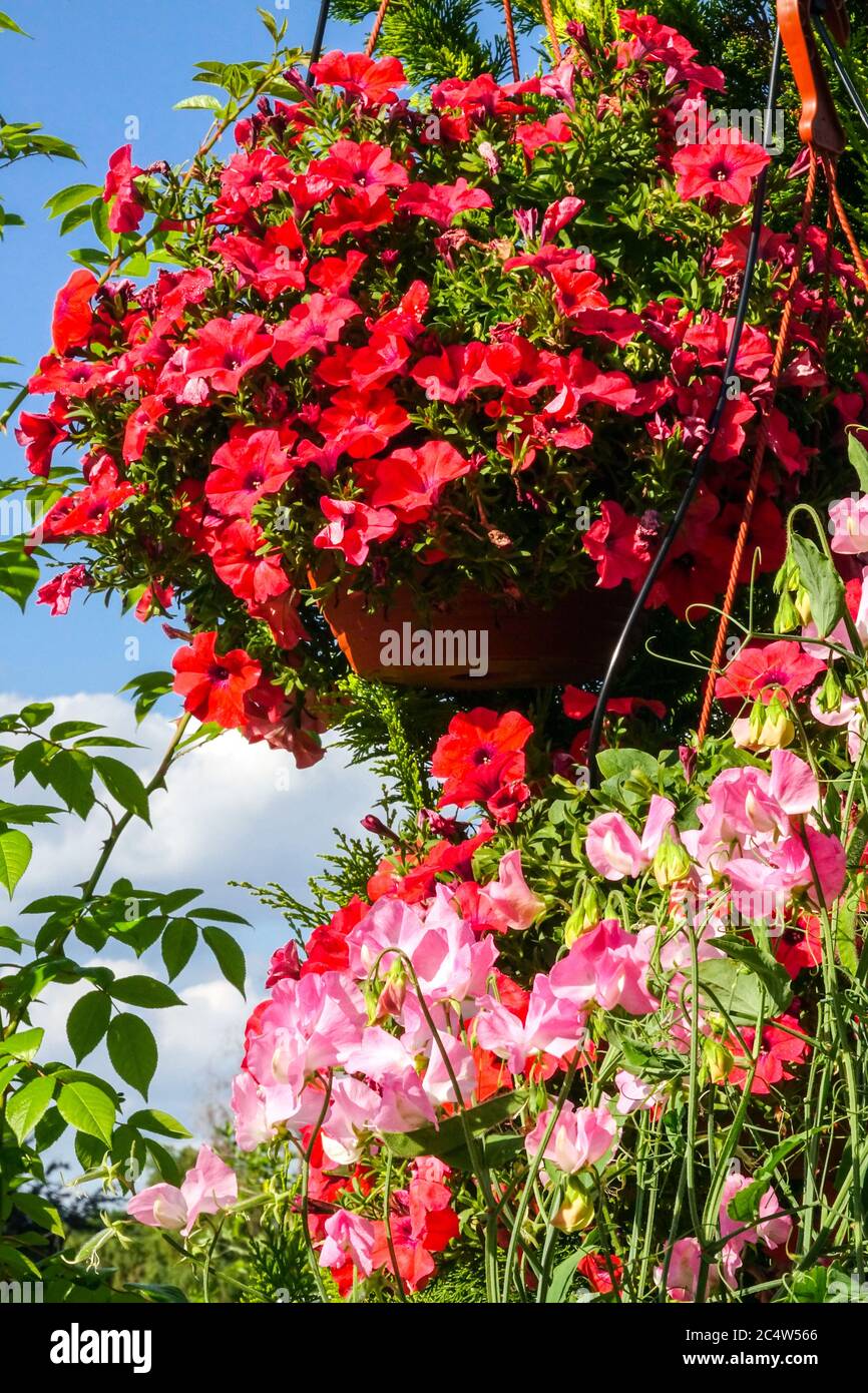 Rote hängende Korb Blumen Garten Pflanzen in Töpfen Stockfoto