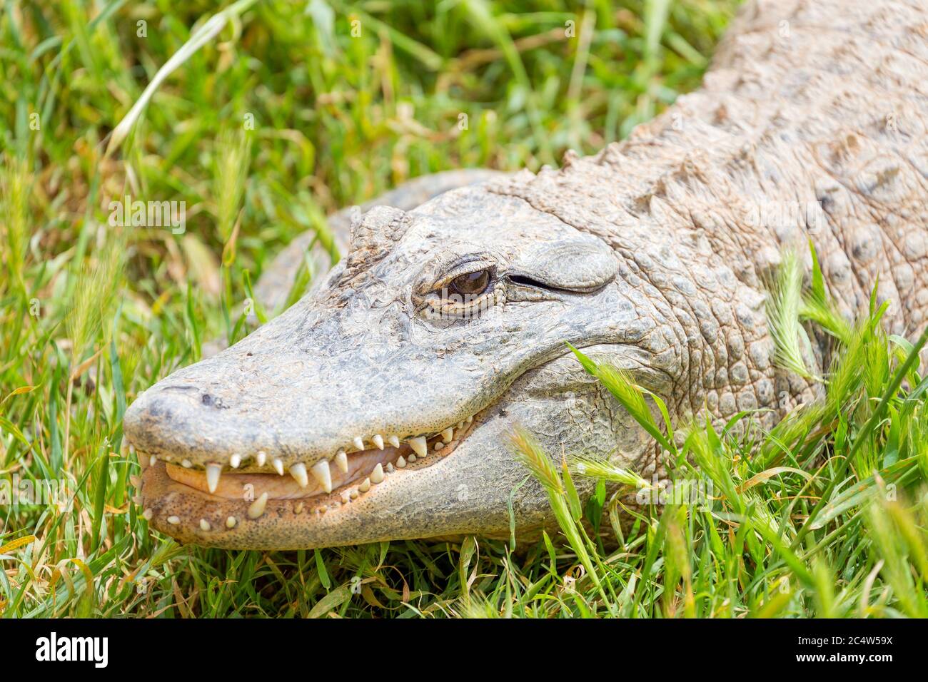 Amerikanischer Alligator (Alligator Mississippiensis) Stockfoto