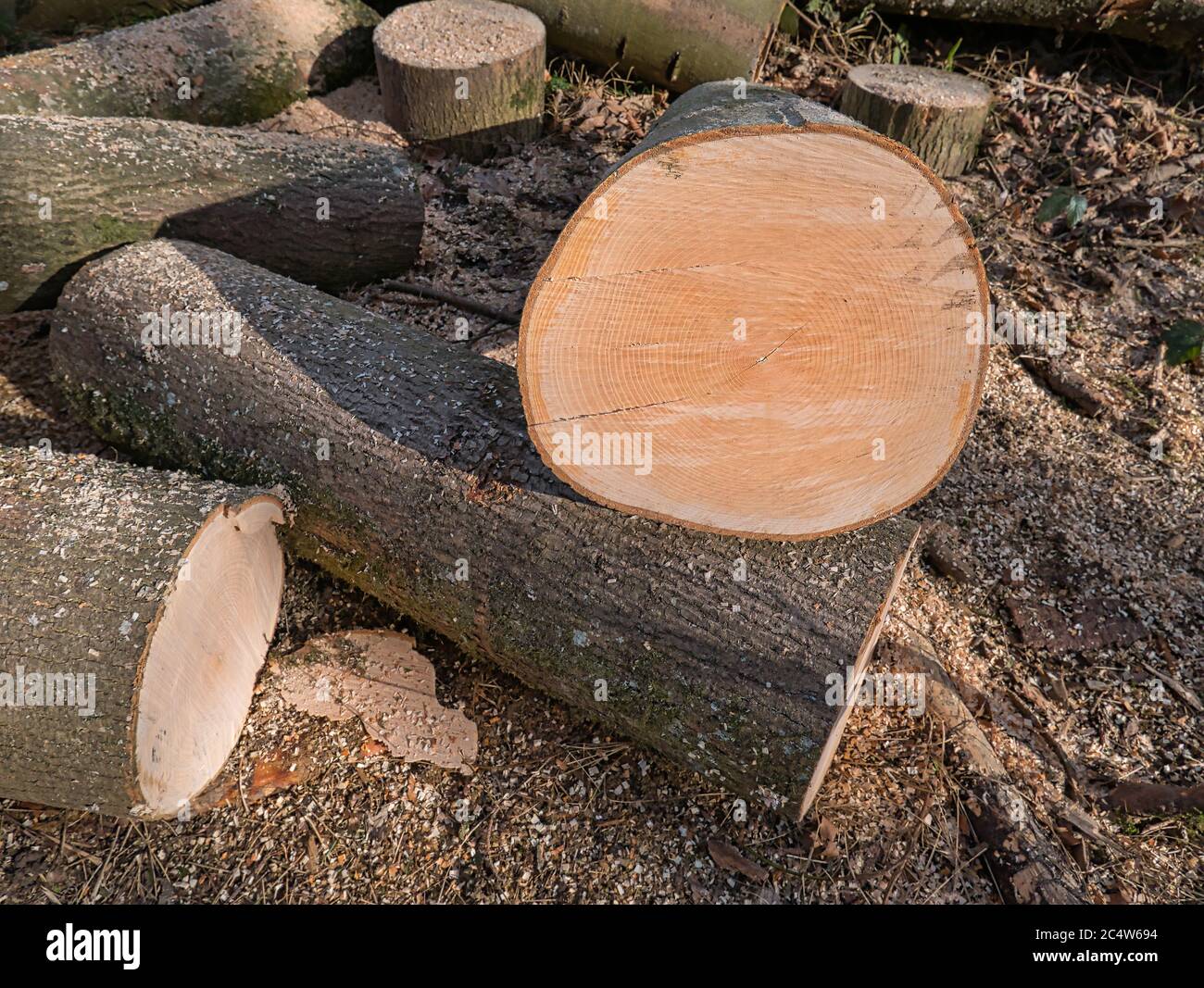 Nahaufnahme des Querschnitts eines der geschnittenen Baumstämme mit Jahresringen, die noch zu kleinen Hölzern verarbeitet werden. Stockfoto