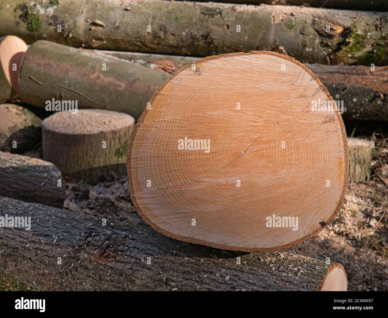 Nahaufnahme des Querschnitts eines der geschnittenen Baumstämme mit Jahresringen, die noch zu kleinen Hölzern verarbeitet werden. Stockfoto