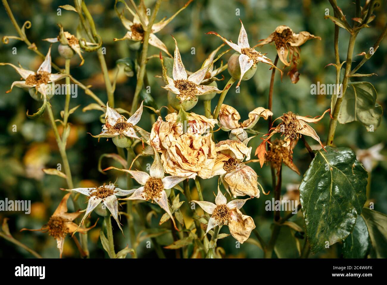 Nahaufnahme des getrockneten Rosenbusches außerhalb der Saison im Sommer Stockfoto