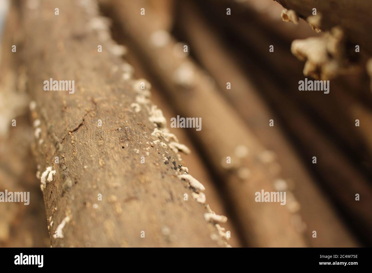 Nahaufnahme der weißen Fungi, die auf der hölzernen Oberfläche wachsen Stockfoto