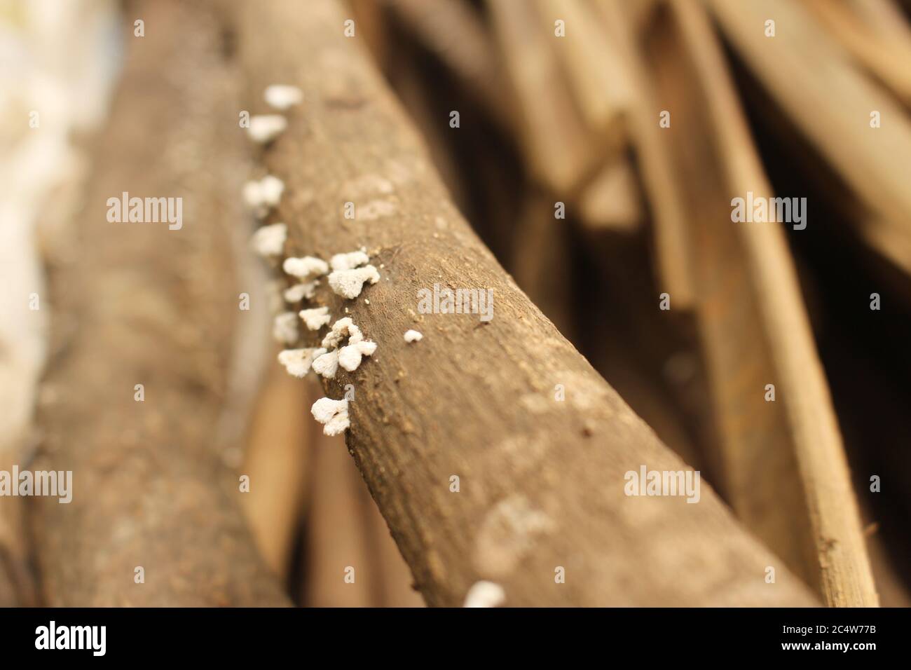 Nahaufnahme der weißen Fungi, die auf der hölzernen Oberfläche wachsen Stockfoto