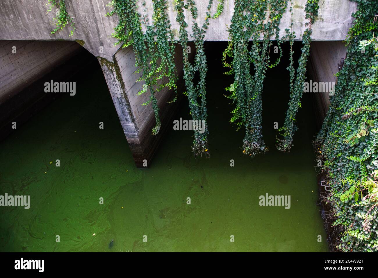Flüsse und Efeu Reben, die durch die Innenstadt von Kyoto fließen. Stockfoto