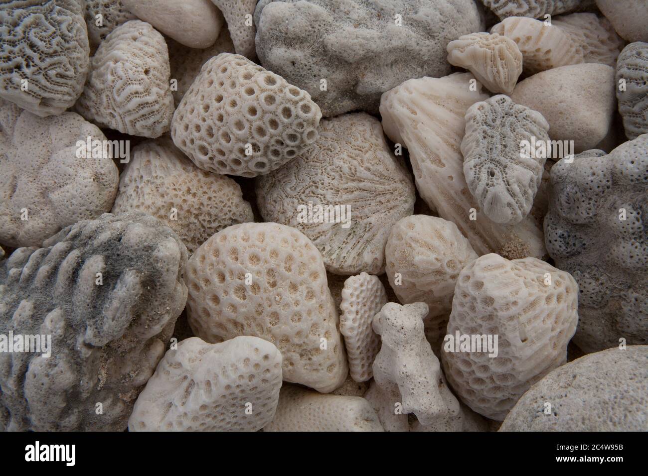 Kieselsteine am Strand mit ungewöhnlichen Markierungen kochen Inseln Südpazifik. Stockfoto