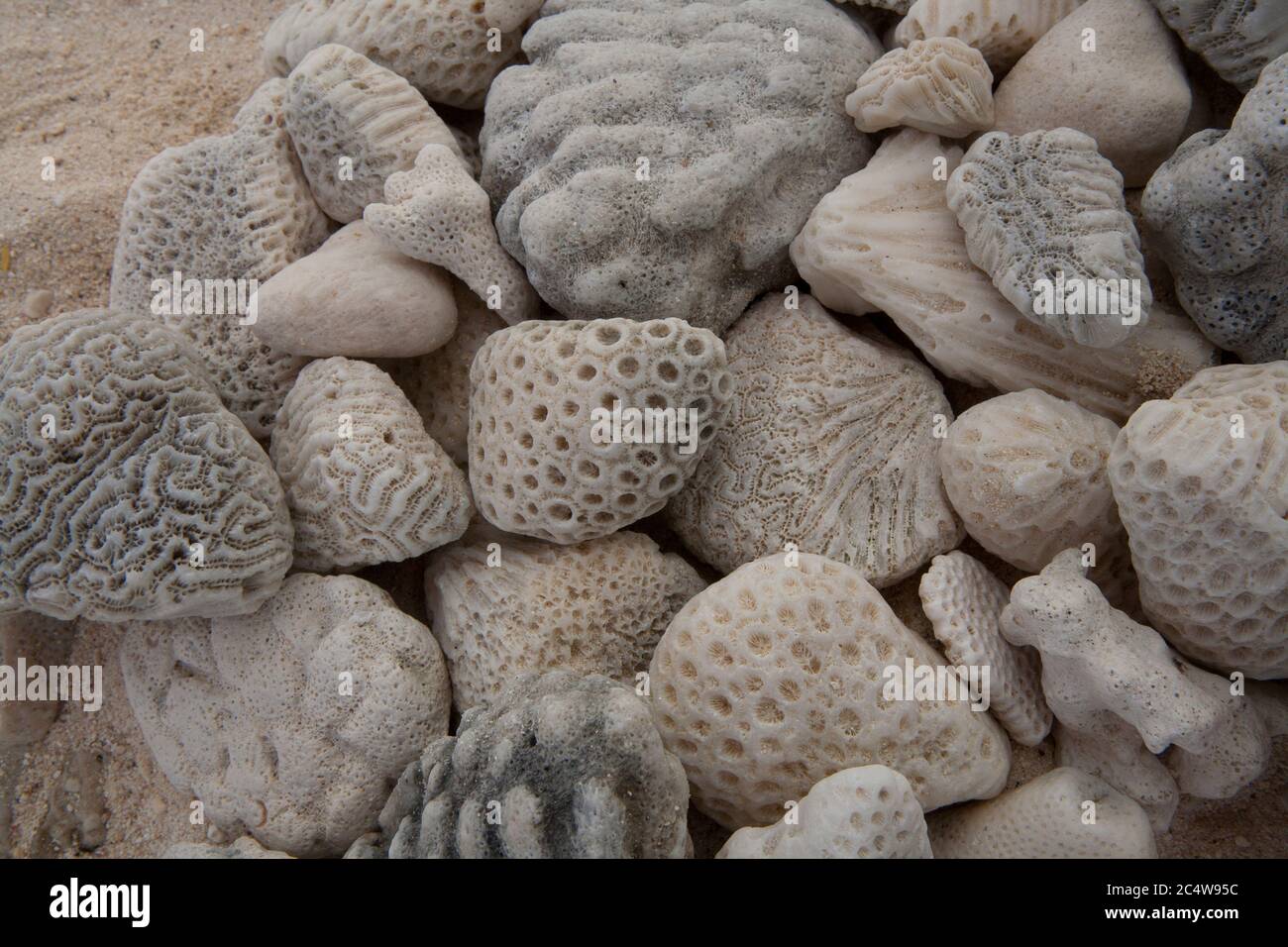 Kieselsteine am Strand mit ungewöhnlichen Markierungen kochen Inseln Südpazifik. Stockfoto