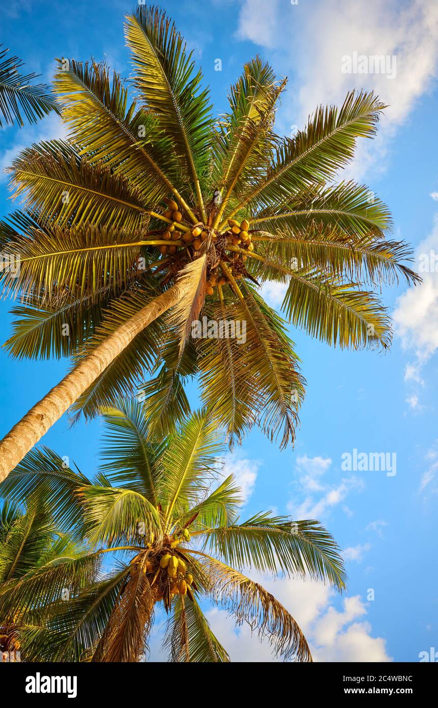 Blick auf Kokospalmen. Stockfoto