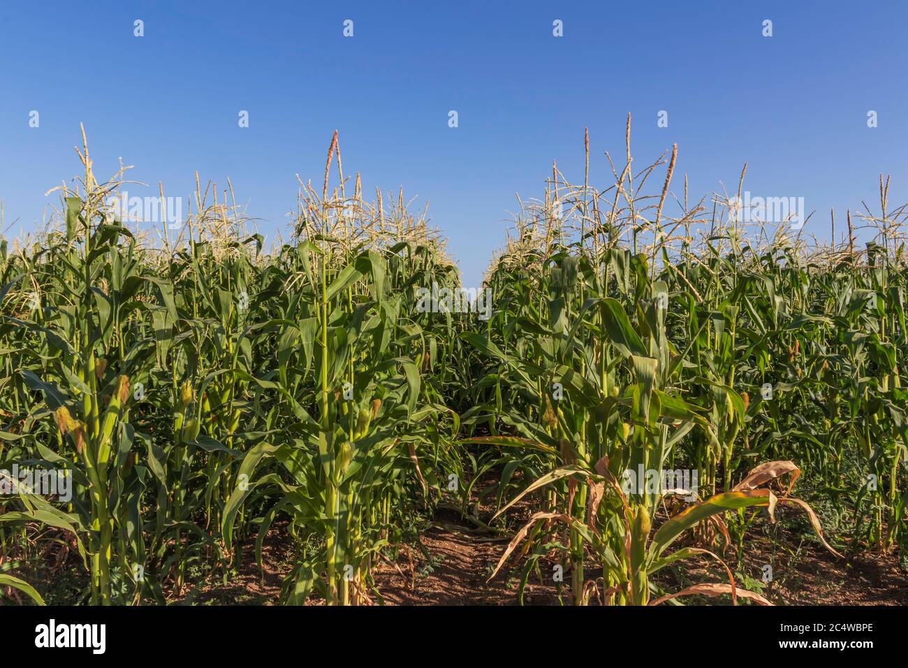 Landwirtschaftliche Feld blühenden Mais mit jungen Kugeln auf einem Hintergrund des blauen Himmels Stockfoto