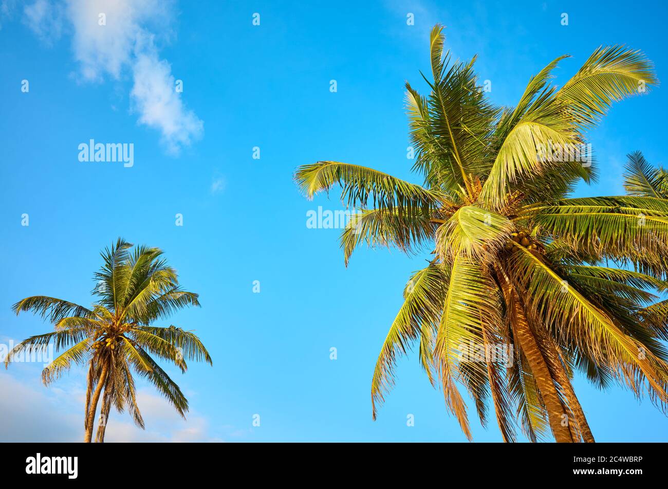 Kokospalmen gegen blauen Himmel. Stockfoto