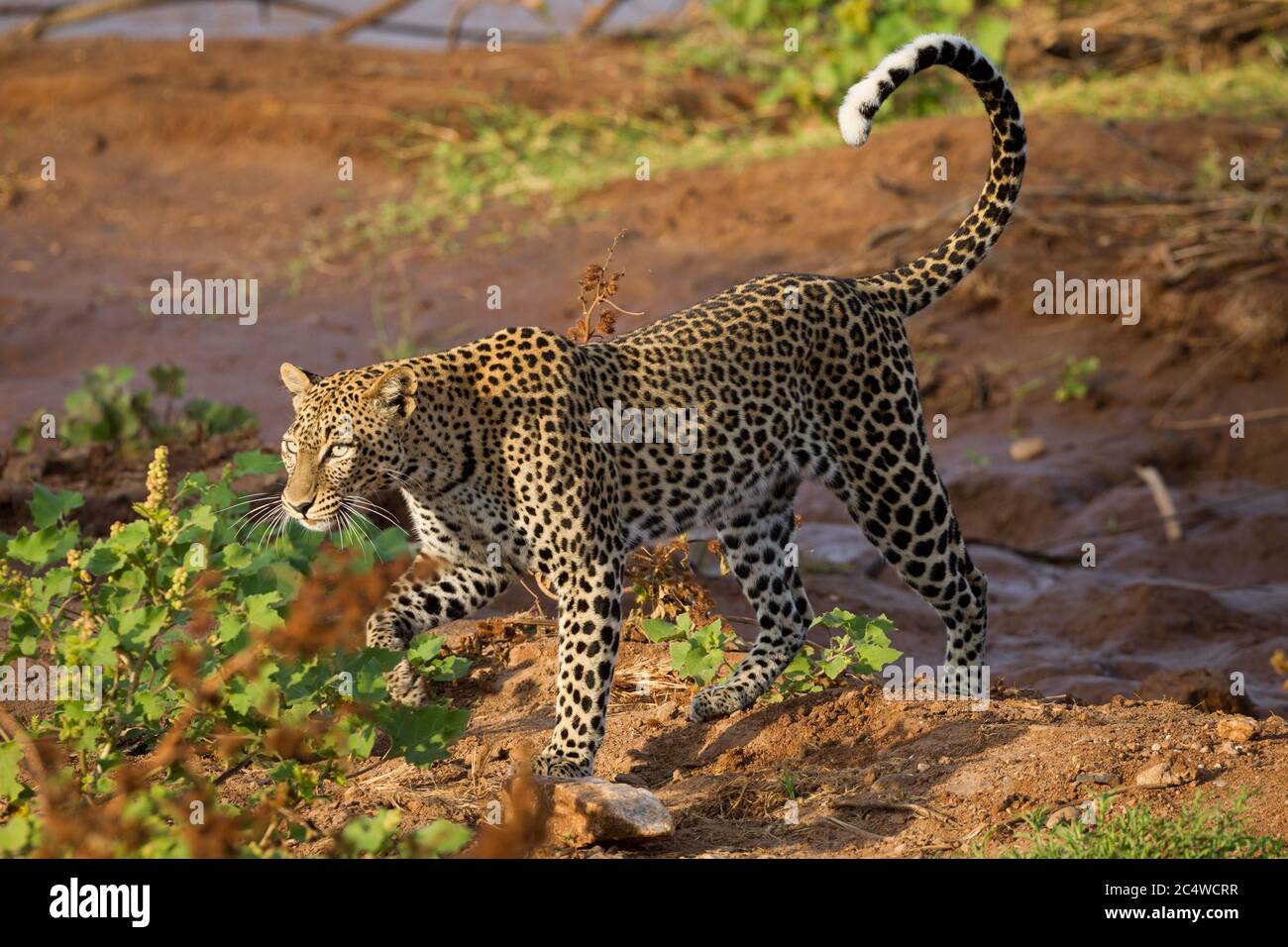 Leopardenweibchen, die im goldenen Nachmittagslicht in Samburu Kenia auf rotem Boden wandern Stockfoto