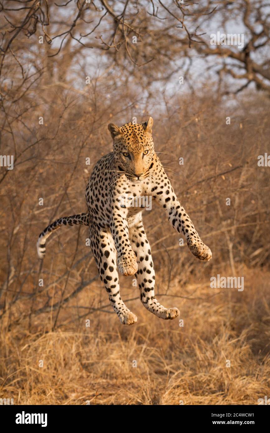 Leopard Jumping Stockfotos und bilder Kaufen Alamy