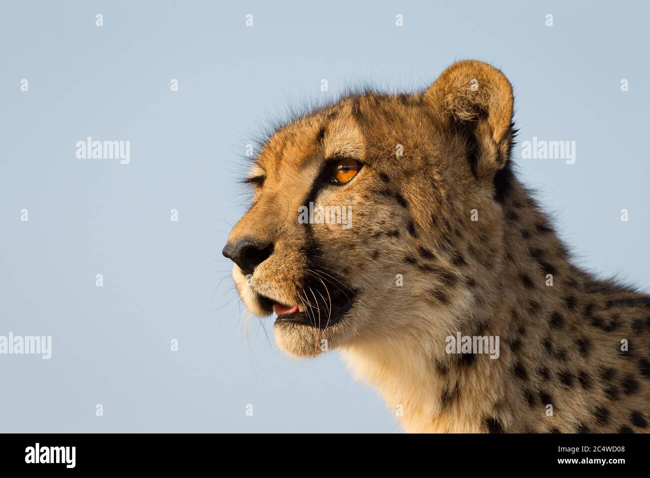 Ein horizontales Nahporträt eines Geparden mit der Sonnenuntergangsspiegelung in ihren bernsteinfarbenen Augen im Kruger Park Südafrika Stockfoto