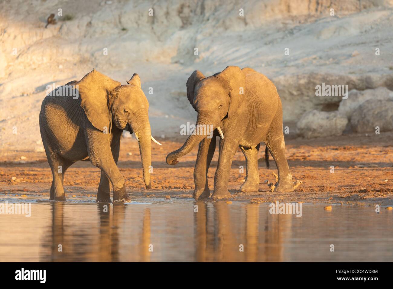 Zwei junge Elefanten stehen am Ufer des Chobe River im goldenen Nachmittagslicht Botswana Stockfoto