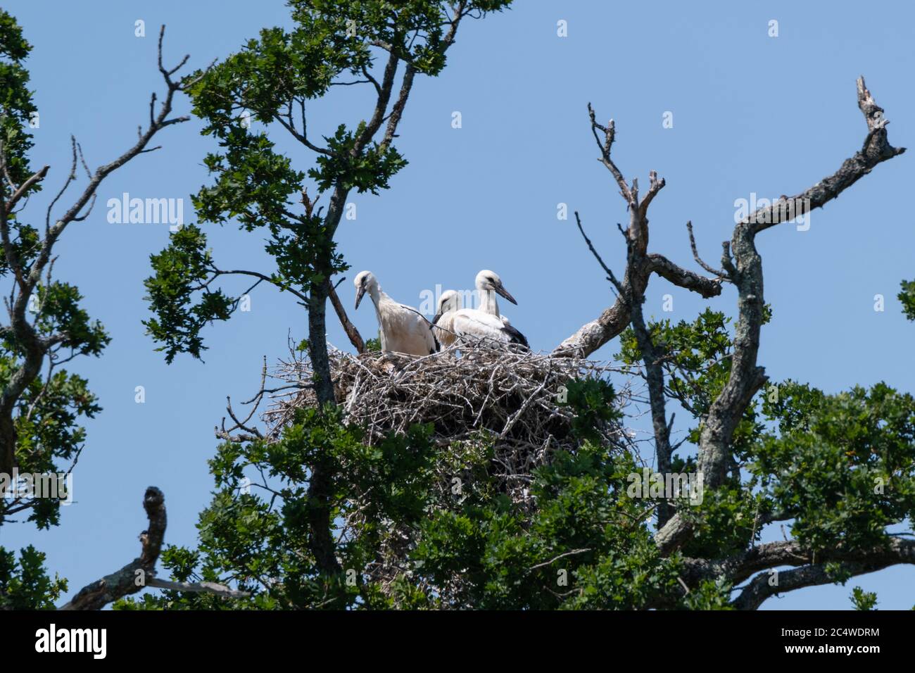 Junge Weißstorchbabys in großem Nest in alter Eiche Stockfoto