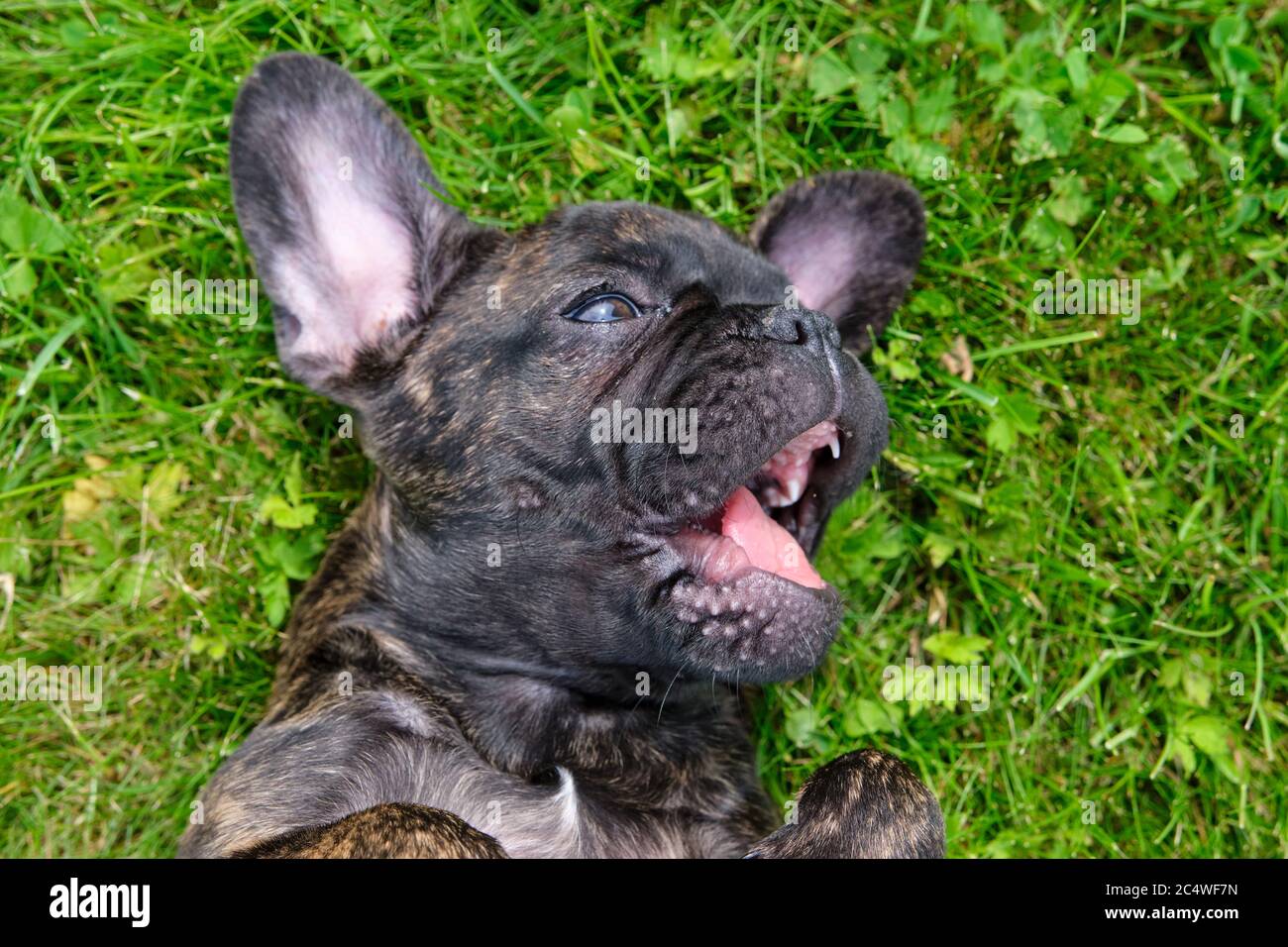 Ein niedliches braunes und schwarzes französisches Bulldog Dog Portrait, liegt auf ihrem Rücken im Gras mit einem niedlichen Ausdruck im zerknitterten Gesicht Stockfoto