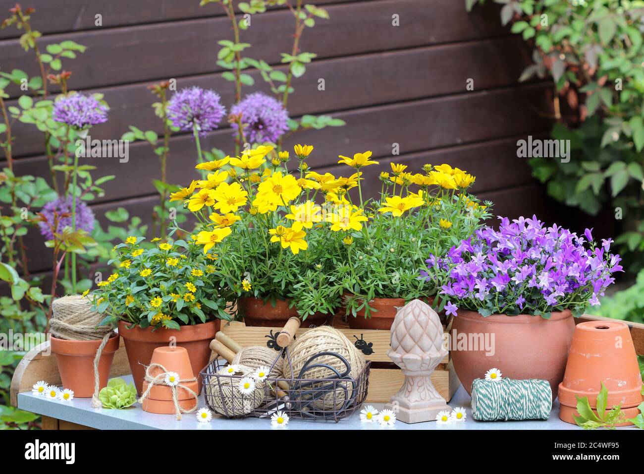 Rustikale Gartendekoration mit Blumen in lila und gelb Stockfoto