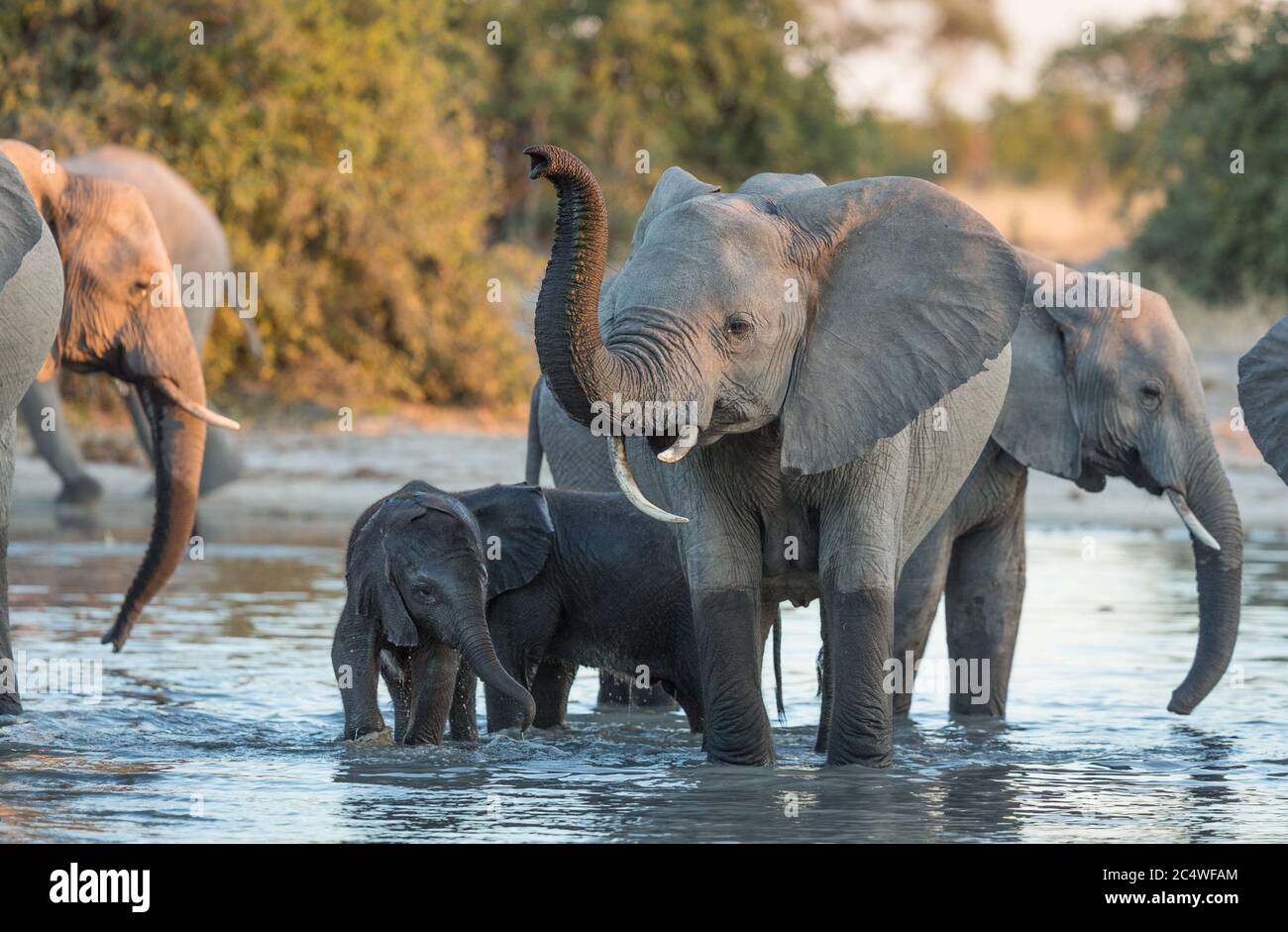 Eine Elefantendame und ihr Baby stehen in einem Fluss inmitten einer Elefantenherde in Savuti Botswana Stockfoto