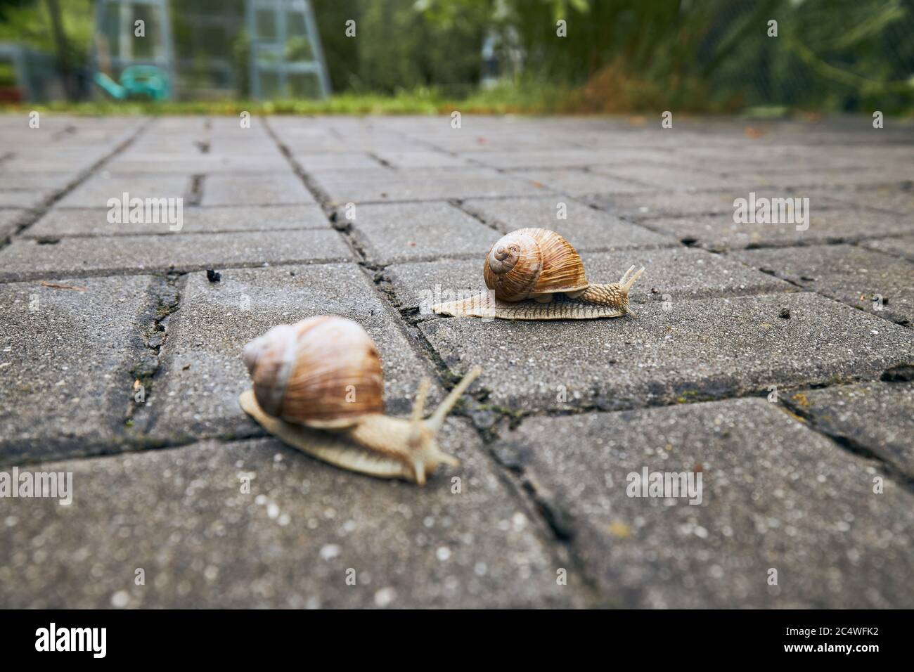 Nahaufnahme von zwei kriechenden Schnecken auf dem Gehsteig im Garten. Stockfoto