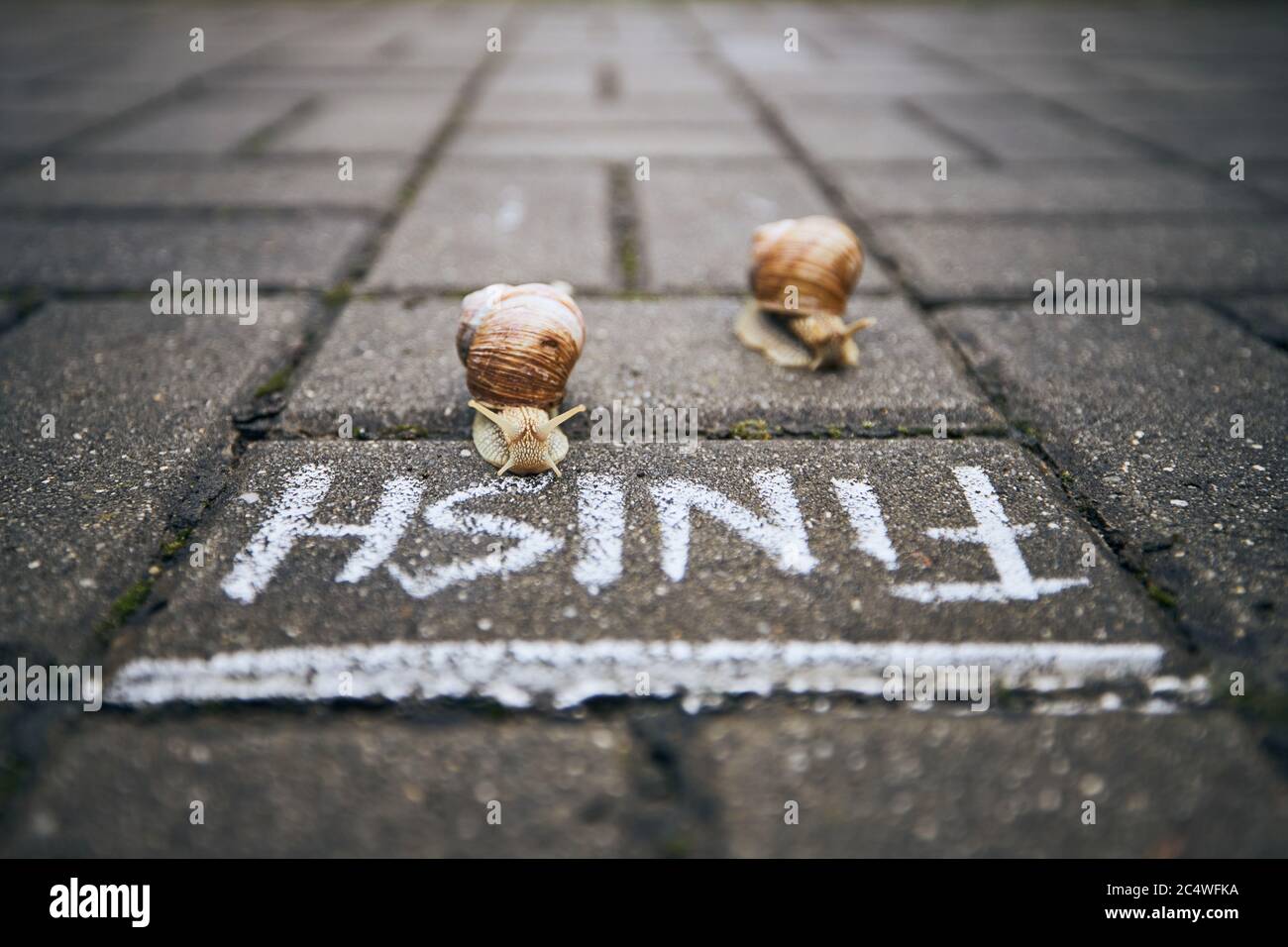 Nahaufnahme von Rennschnecken vor der Ziellinie. Themen Wettbewerb, gewinnen und lustige Tiere. Stockfoto