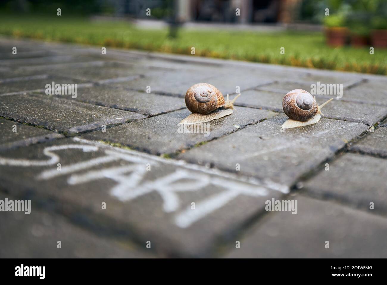 Nahaufnahme von Rennschnecken hinter der Startlinie. Themen Wettbewerb, gewinnen und lustige Tiere. Stockfoto