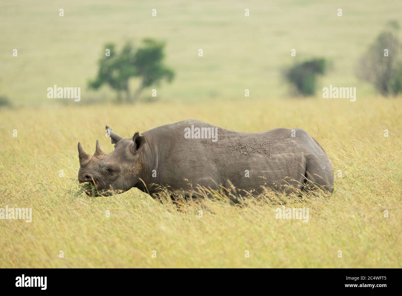Horizontale Seitenansicht eines schwarzen Nashorns, das in Masai Mara in Kenia steht und isst Stockfoto