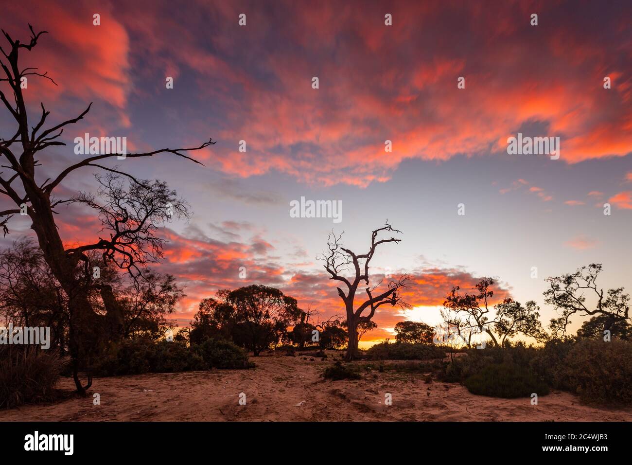 Sonnenaufgang über dem Lake Bonney mit dem legendären River Red Gums in Barmera South Australia Stockfoto