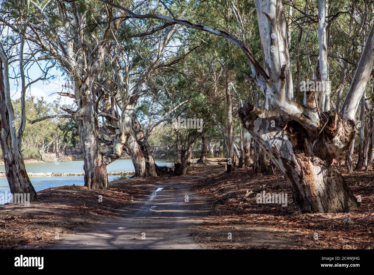 Zugang zu Track und Fluss roten Gummibäumen entlang des Flusses Murray im Fluss Murray Nationalpark Renmark South Australia am 22. Juni 2020 Stockfoto