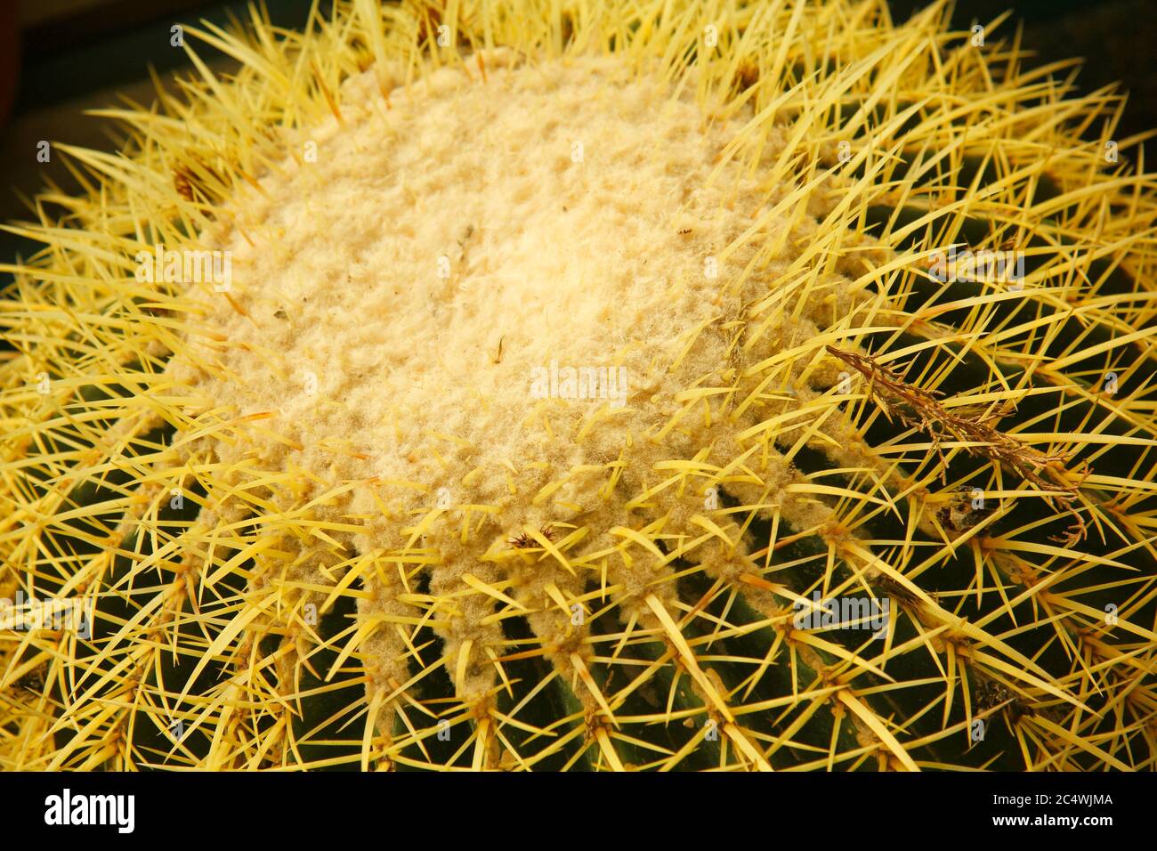 Goldener Fass Kaktus. Echinocactus grusonii. Stockfoto