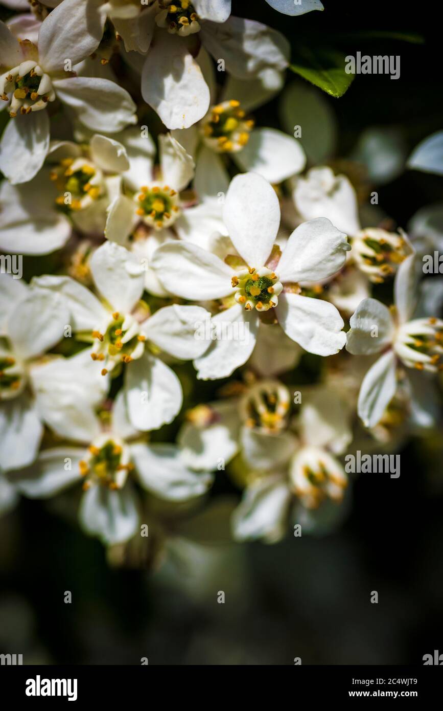 Eine Nahaufnahme der Blume einer mexikanischen Orangenblüte. Choisya ternata. Stockfoto