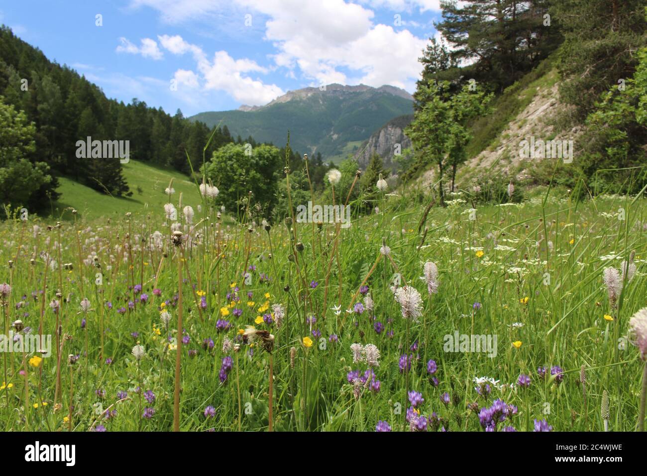 Alpine Wildblumen Wiese mit bergigen Hintergrund, Château-Queyras, Guil-Tal, Südostfrankreich, Französisch Alpen Stockfoto