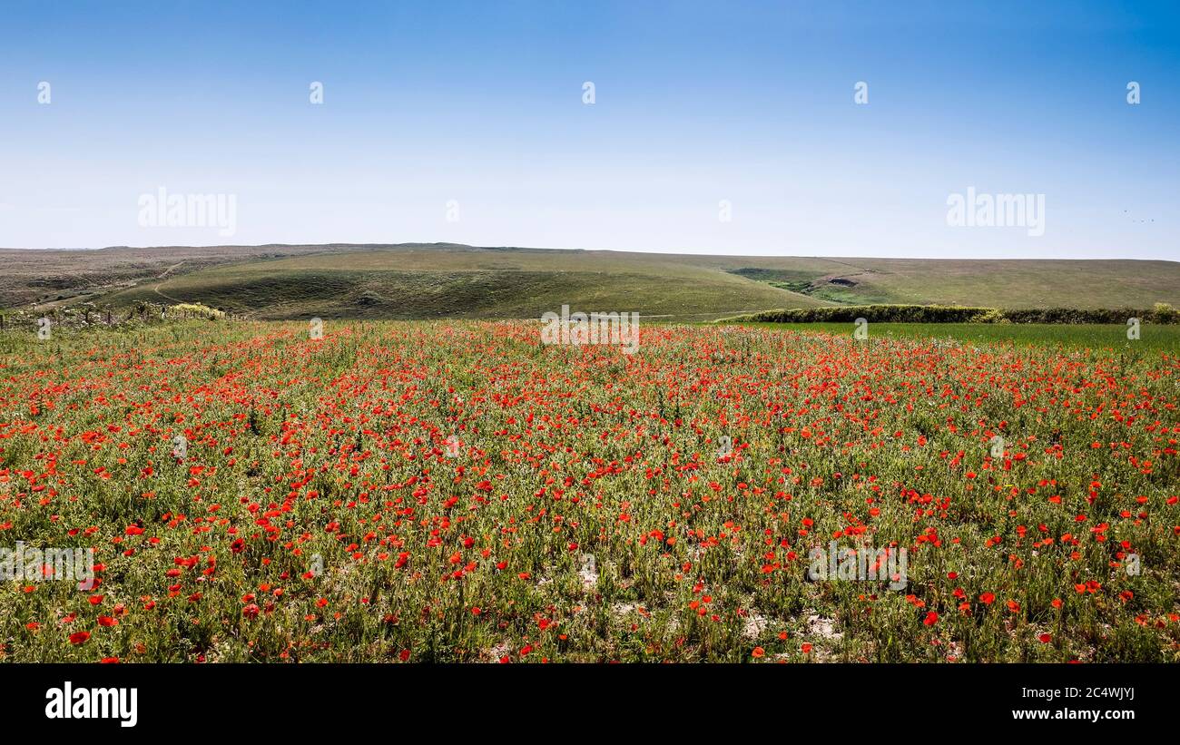 Ein Panorama des spektakulären Anblicks auf ein Feld von Mohnblumen Papaver Rhoeas, das im Rahmen des Ackers Fields Project auf Pentire Point West in wächst Stockfoto